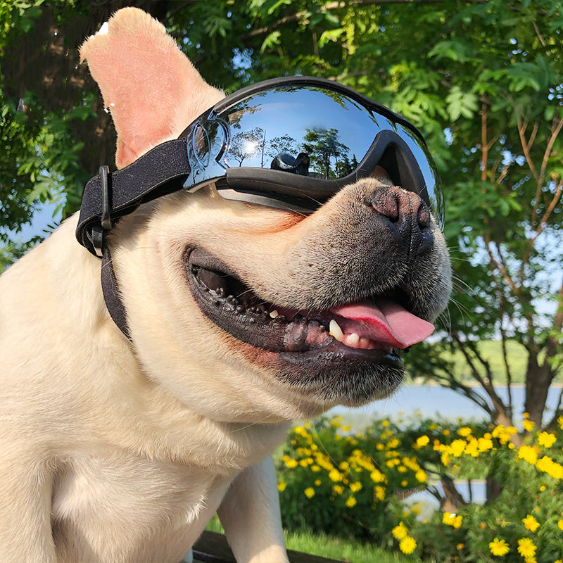 Pet Sunglasses Dog Windproof Glasses Accessories Goggle